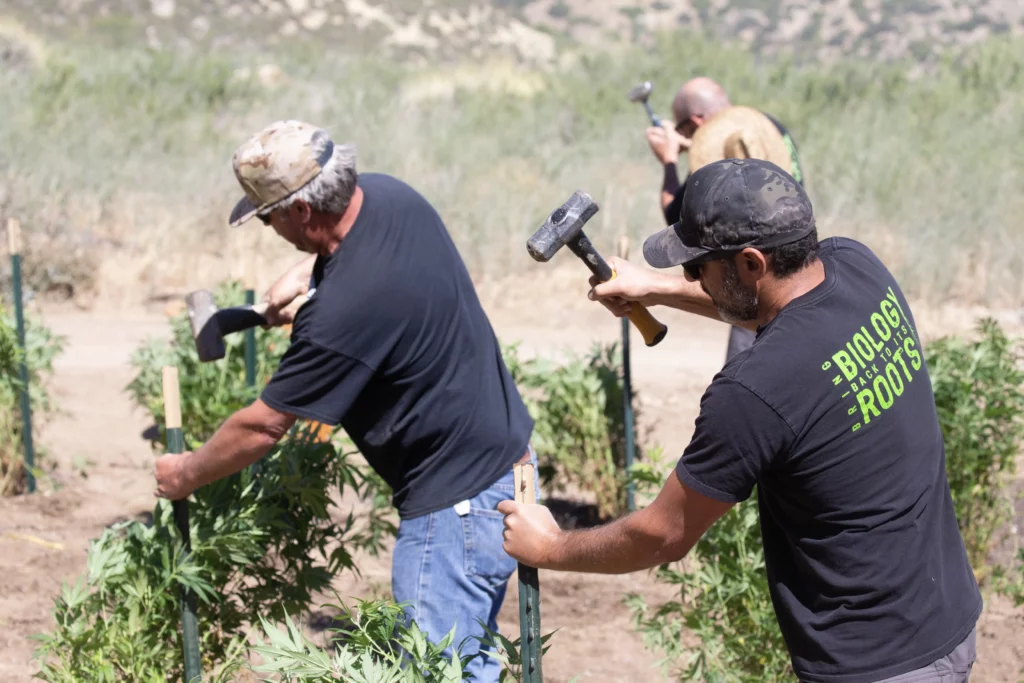Hemp Valley Farms commitment to quality, organic farming, and transparent CBD production