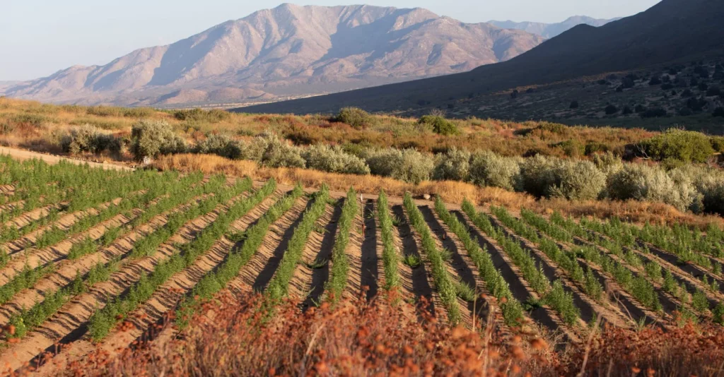Regenerative farming for hemp and CBD production in California for a sustainable future