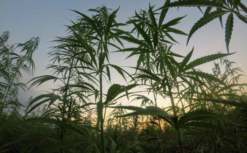 Hemp vs Marijuana comparison for CBD products and legal differences in California and the U.S.